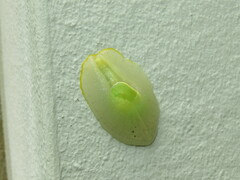 Gaeotis nigrolineata