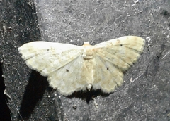 Idaea fuscovenosa