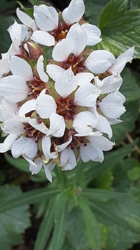 Image of Richardson's Brookfoam (Boykinia richardsonii) by (c) lauralaska66, some rights reserved (CC BY)