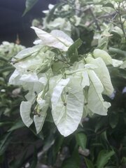 Bougainvillea