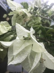 Bougainvillea