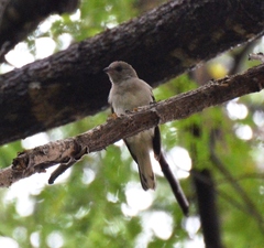 Indicatoridae
