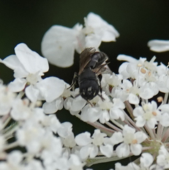 Hylaeus confusus