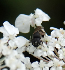 Hylaeus confusus