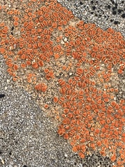 Polycauliona luteominia
