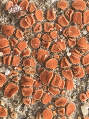 Polycauliona luteominia