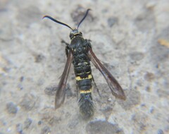Aegerina