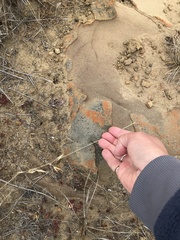 Polycauliona luteominia