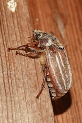 Polyphylla occidentalis