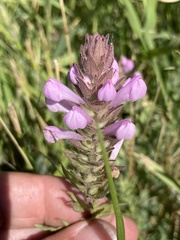 Orthocarpus bracteosus