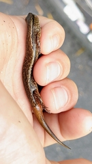 Scincella formosensis