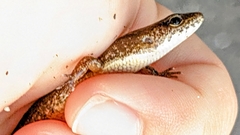 Scincella formosensis