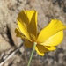 Tufted Poppy - Photo (c) eriogonumla, some rights reserved (CC BY-NC), uploaded by eriogonumla