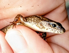 Scincella formosensis