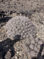 Homalocephala polycephala