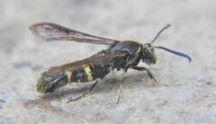 Aegerina