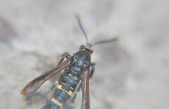 Aegerina