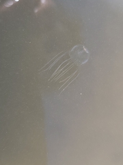 Tripedalia cystophora