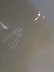 Tripedalia cystophora