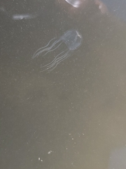 Tripedalia cystophora