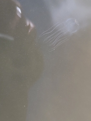 Tripedalia cystophora