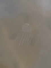 Tripedalia cystophora