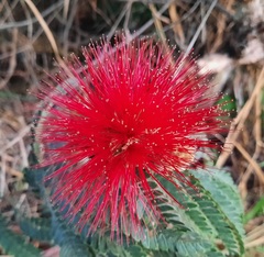 Calliandra dysantha