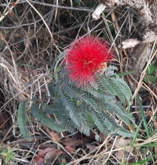 Calliandra dysantha