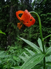 Lilium carniolicum