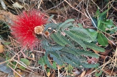 Calliandra dysantha