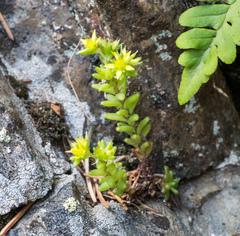 Sedum annuum