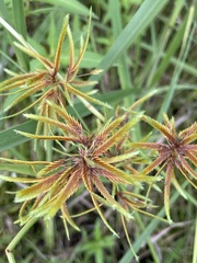 Cyperus oxylepis