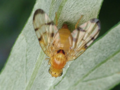 Trypeta artemisiae