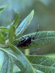 Deraeocoris