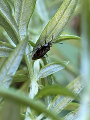 Deraeocoris