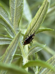 Deraeocoris