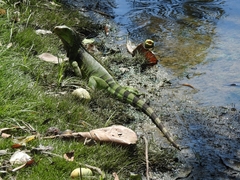 Iguana iguana