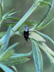 Deraeocoris