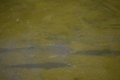 Moxostoma erythrurum