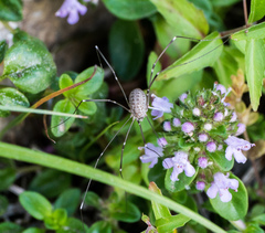 Leiobunum religiosum