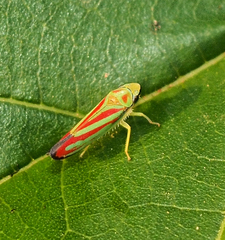 Graphocephala