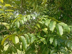 Tapirira guianensis