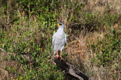 Melierax poliopterus