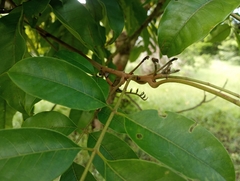 Tapirira guianensis