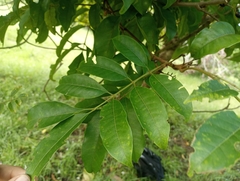 Tapirira guianensis