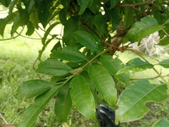 Tapirira guianensis