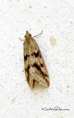 Achyra bifidalis