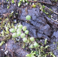 Mannia gracilis