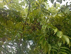 Tapirira guianensis