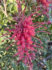 Grevillea bipinnatifida